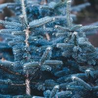 Blue Spruce Nuggets™, Classic 2oz size