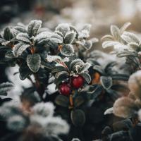 Lingonberry Soap