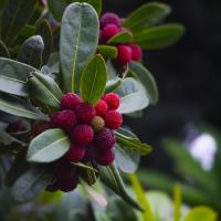Christmas & Winter Tinned Candles