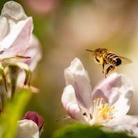 Wildflower Honey Lotion Bar