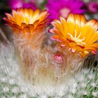 Cactus Flower Scented Soap
