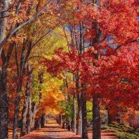 Fall Favorites Wax Melts, MEGA size