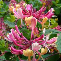 Honeysuckle Soap