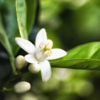 Body Butter, Neroli
