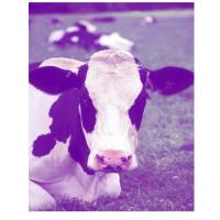 Purple Cow Lip Balm 
