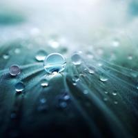 Spring Rain All Over Lotion