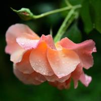 Rose Water Soap