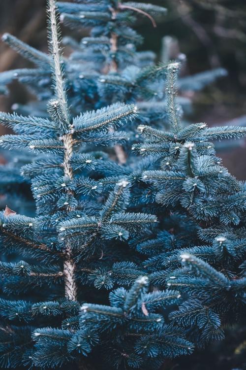 Blue Spruce Nuggets™, Classic 2oz size