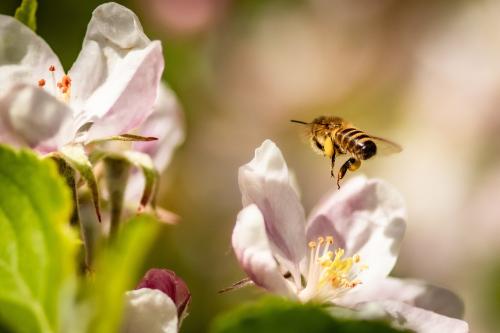 Wildflower Honey Lotion Bar