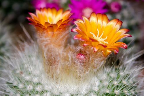 Cactus Flower Scented Soap