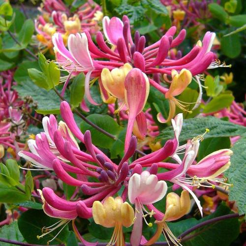 Honeysuckle Soap