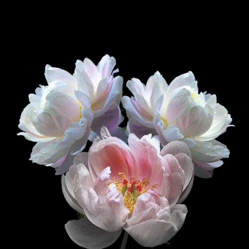 Peony Magnolia Jar Candle