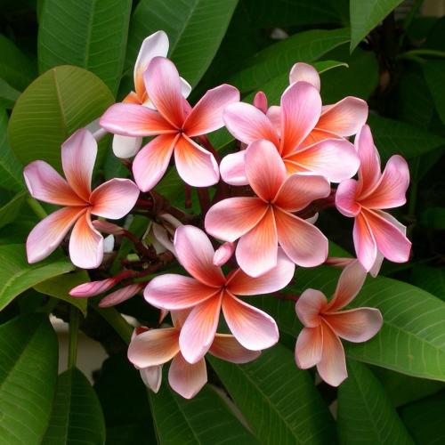 Body Sprays, Floral Collection