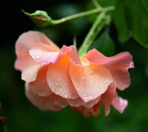 Rose Water Soap