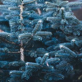 Blue Spruce Jar Candle
